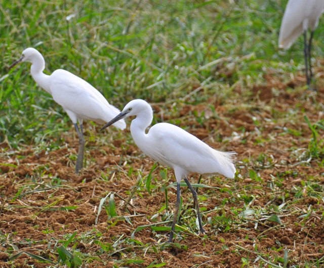 The little Egret. Blackish bill, but the  giveaway is yellow feet, which you cannot see in this photo.