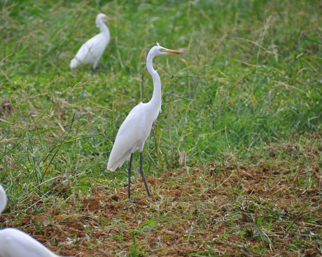 The Intermediate Egret. No gape line, smaller, less kinked neck. Bad at Math