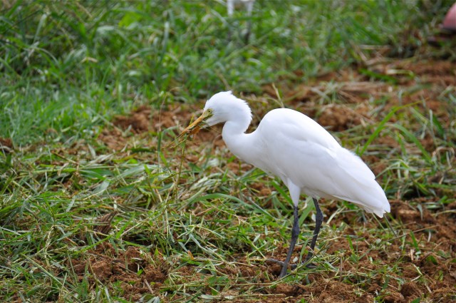 Terrible table manners