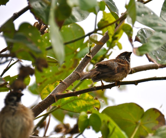 Bedraggled Russet Sparrow