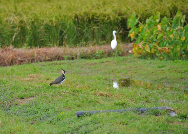 Northern Lapwing Very rare around here.