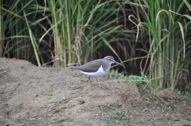 Common Sandpiper Frightful manners