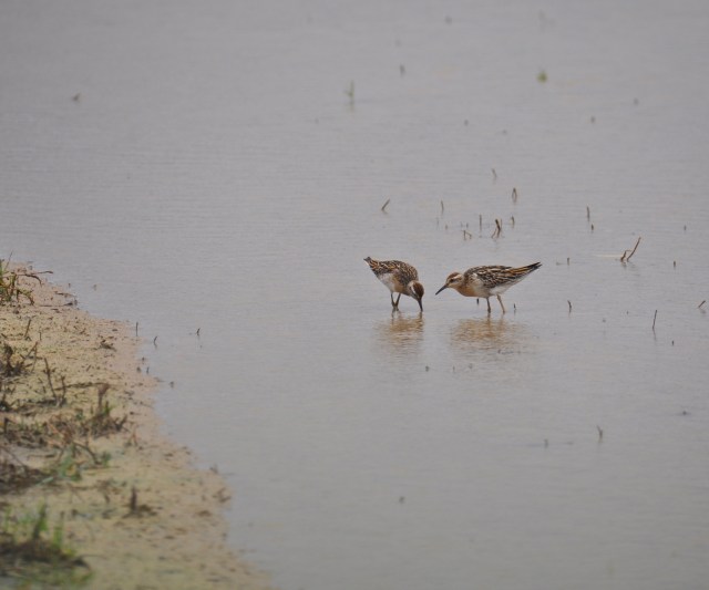 Sharp Tailed Sandpipers Also rare.