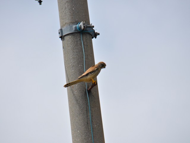 Eurasian Kestrel, gey few around here.