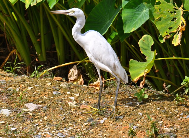 Yellow wellies, much disliked by my Father.