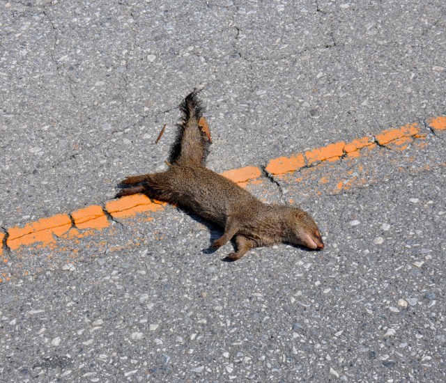 A Mongoose. Usually more vivacious than this one.