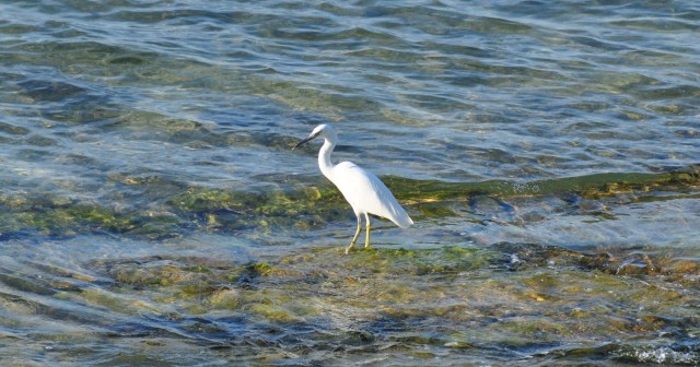 White morph. Same species different color - like me and Toussaint L'Ouverture