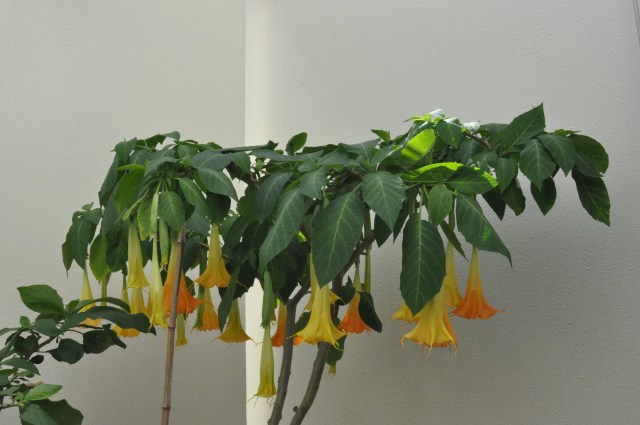 On the bright side,it is nearly December and the Brugmansia is still doing very well.