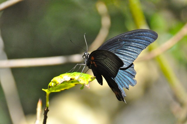 This one has a ring in its nose