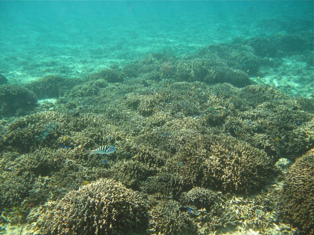 Let us give Gertrude fair play. Her diagnosis at this point in the fencing match should certainly assign a reason for Hamlet's shortwindedness, not to be a mere feather-brained voicing of what is obvious to all—that he is sweating and panting. Aware of this, G. L. Kittredge suggested that fat might here be taken in the sense of " rather soft," " not quite trained, down "—an attractive proposal, which might be accept- able were it not for the lack of any Elizabethan example of fat in the sense proposed, and the presence of Hamlet's authoritative statement on his condition, that he has been in continual practice.