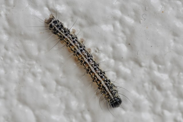 There are lots of caterpillars