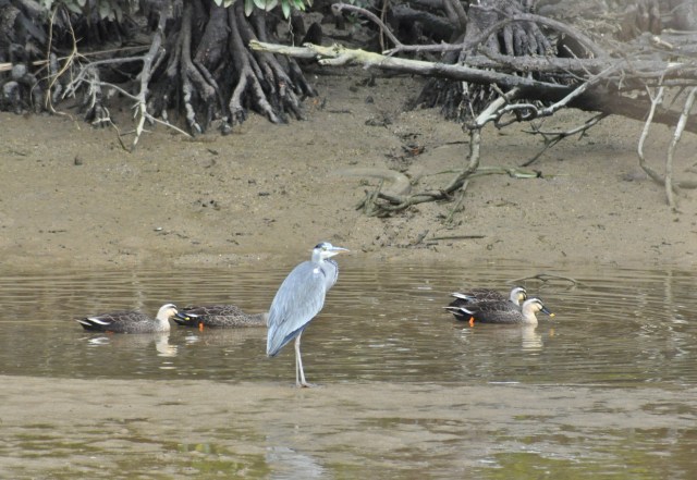The Spot -billed Duck returns