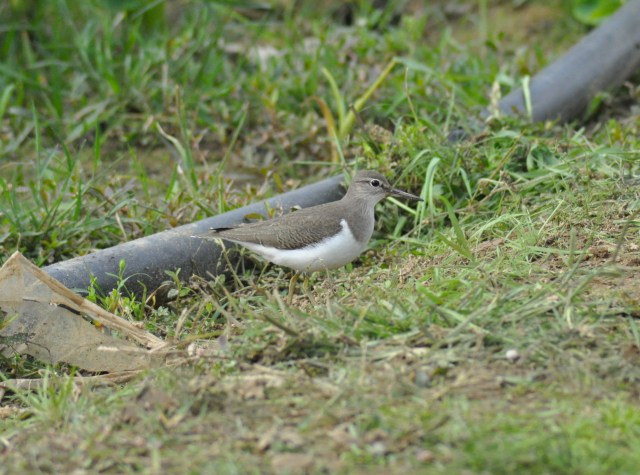 The Common Sandpiper bellows