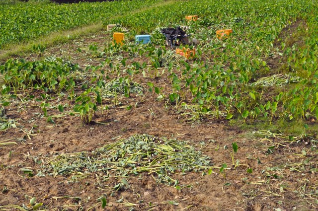 Taro is harvested