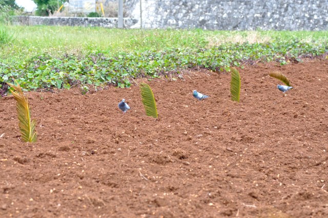 How to grow a palm tree.