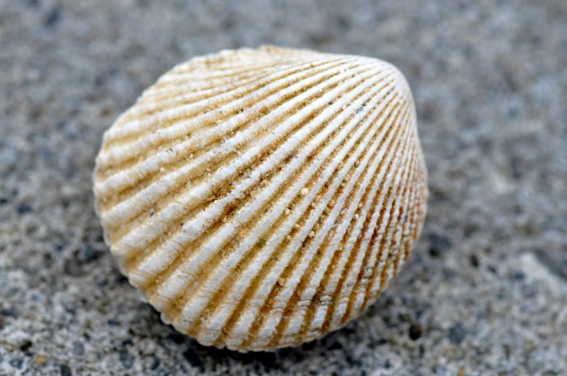 Hello trees,hello sky