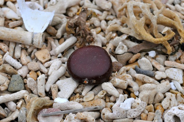 Exotic seed from Cathay probably