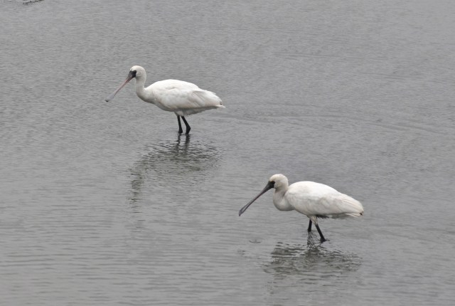 The science of interpretation of signs was vast and complex. Only some species of birds (aves augurales) could yield valid signs[26] whose meaning would vary according to the species. Among them were ravens, woodpeckers, owls, oxifragae, eagles,black-billed spoonbills. Signs from birds were divided into alites, from the flight, and oscines, from the voice. The alites included region of the sky, height and type of flight, behaviour of the bird and place where it would rest.