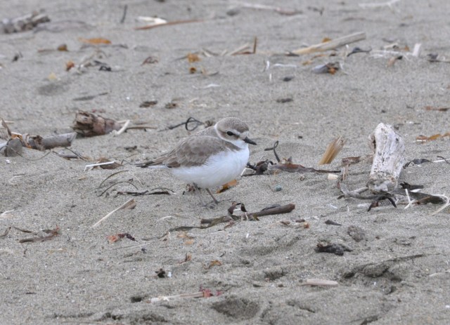 Snowy Plover! Desperately rare