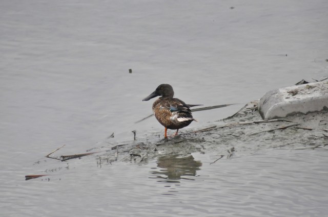 Shoveler