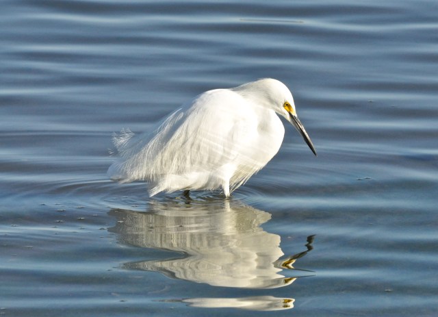 Cattle Egret