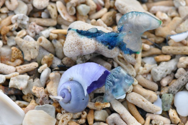 There are also millions of little blue jellyfish