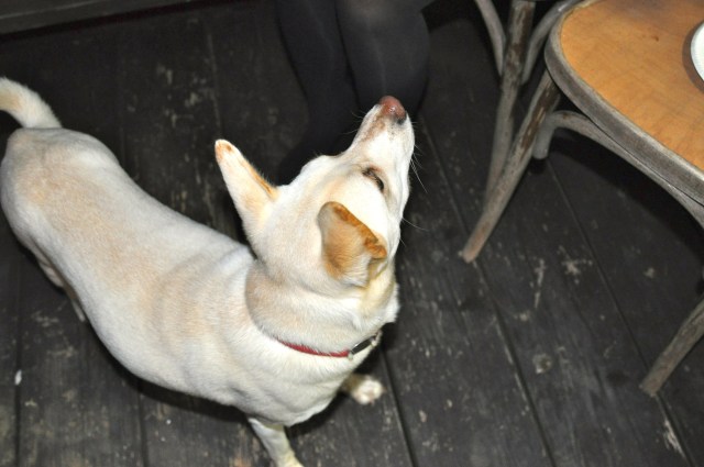 Out of your league, dog