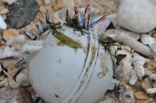 Much of the jetsam is festooned with shellfish
