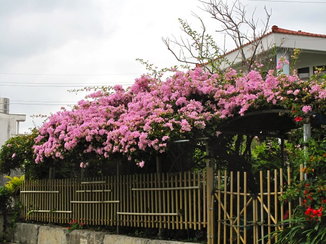 December in Uruma City