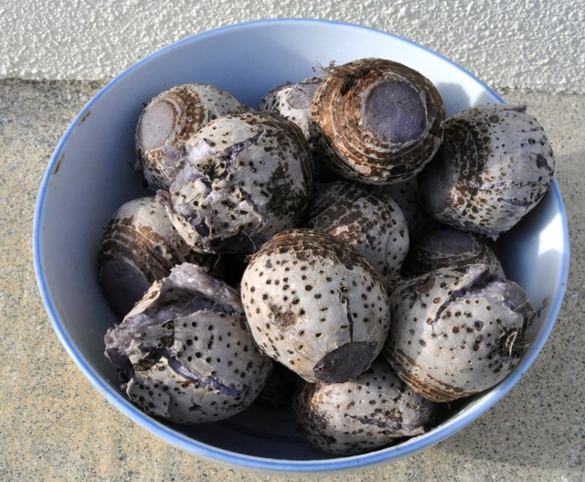 A bowl of tarot roots