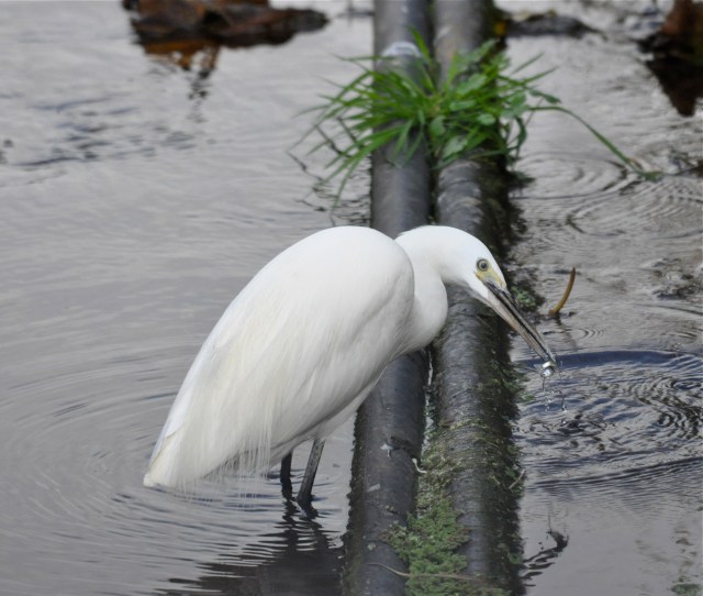 Little Egret catches fish