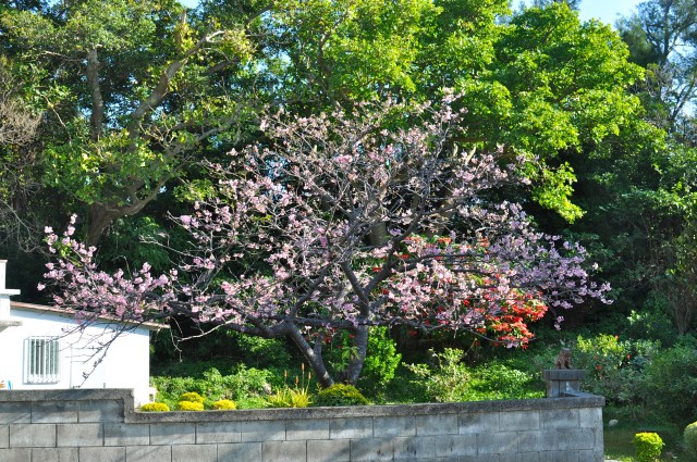 Yes, that is cherry blossom. It must be Spring - on 23 January? Okinawa is a very destabilizing place.