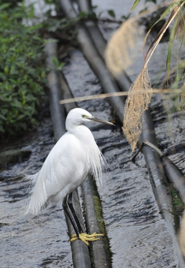 Whoa ! You can really see the little Egret's yellow feet. Intense joy.