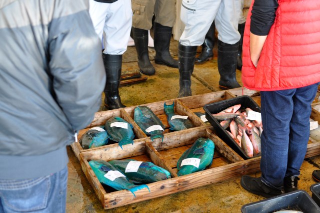 I always throw Parrot Fish back on the grounds that they are too beautiful to eat.