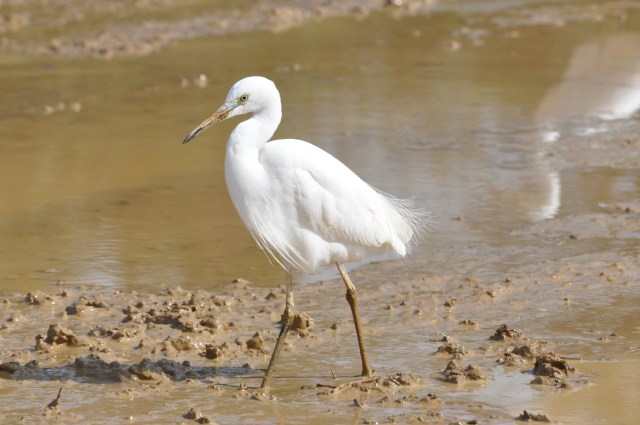 Intermediate Egret