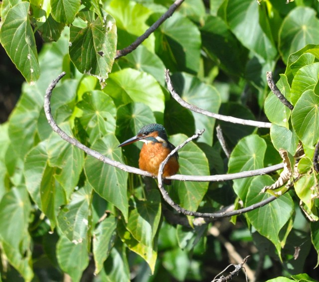 Keith the Kingfisher.