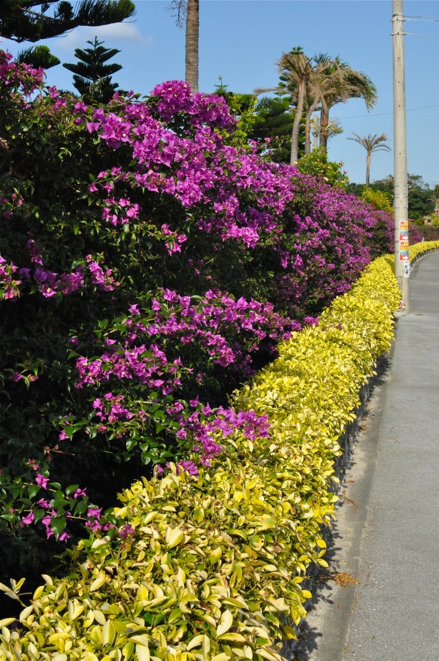 It is possible that the first European to observe these plants was Jeanne Baré, Commerçon's lover and assistant whom he sneaked on board (despite regulations) disguised as a man (and who thus became the first woman to circumnavigate the globe).