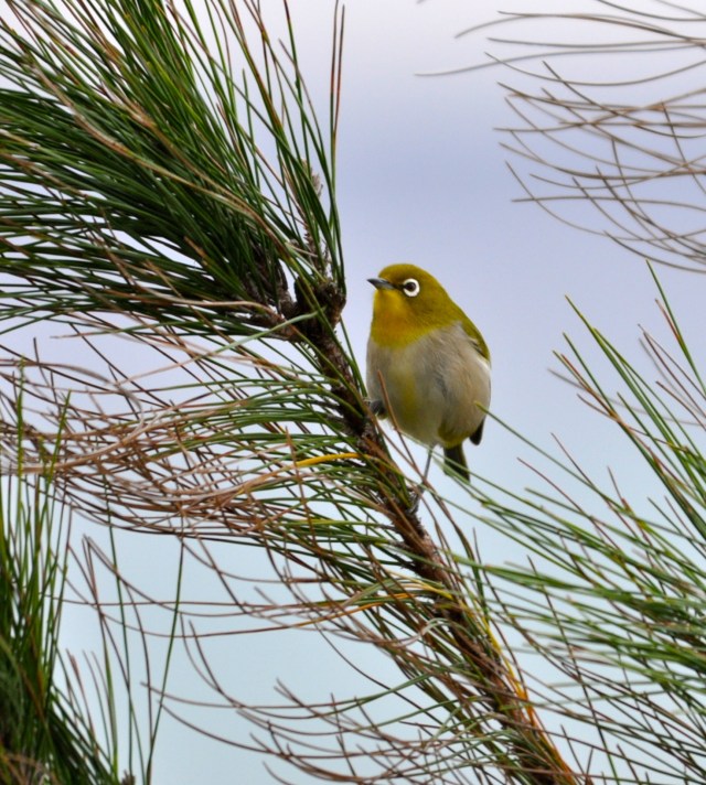 Japanese White Eye on my deck early this morning.