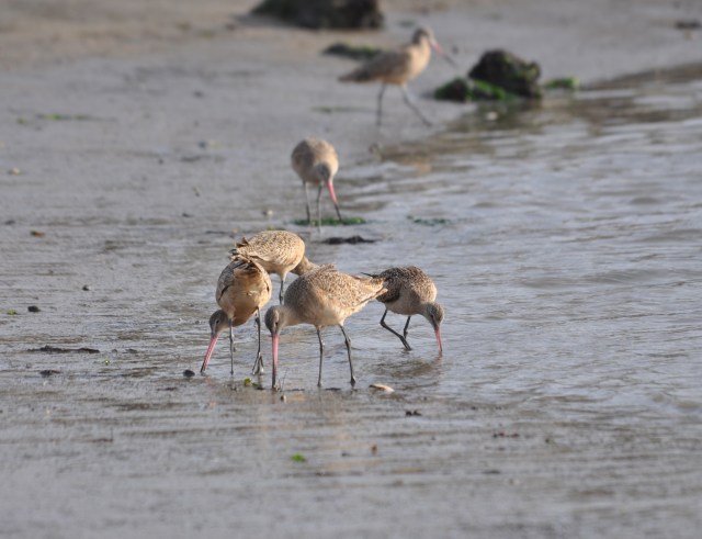 A congregation of Marbled Godwits