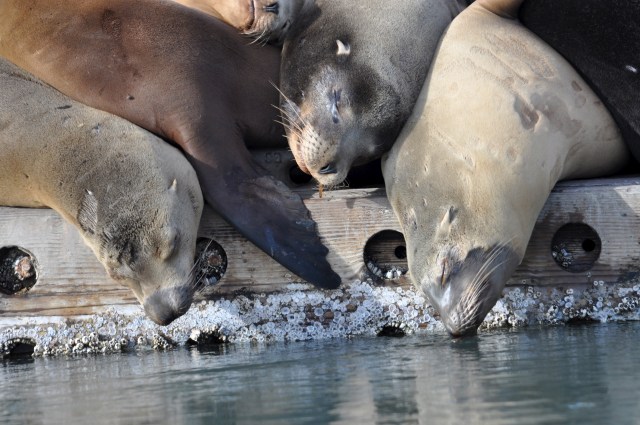 Sea lions snooze