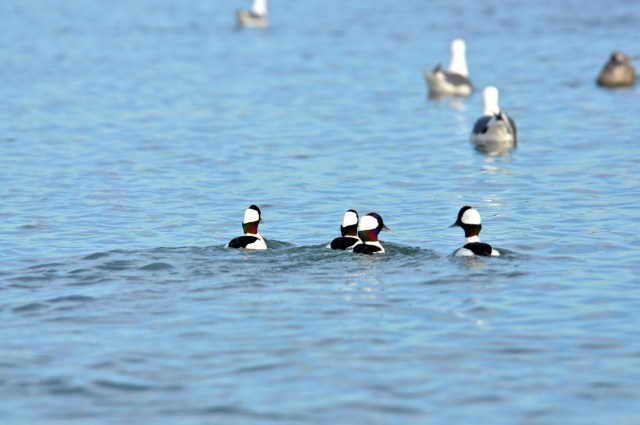 Bufflehead beat it