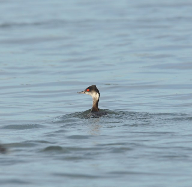 Eared Grebe