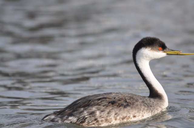 This Western Grebe has a busted bill