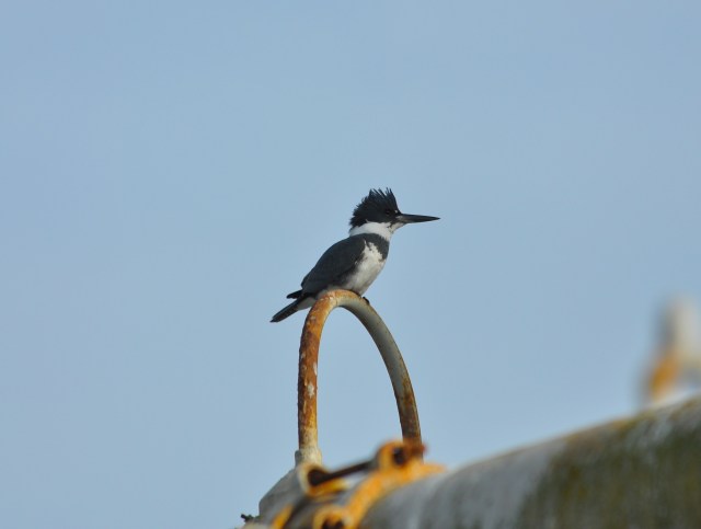 Holy Mackerel - a Belted Kingfisher