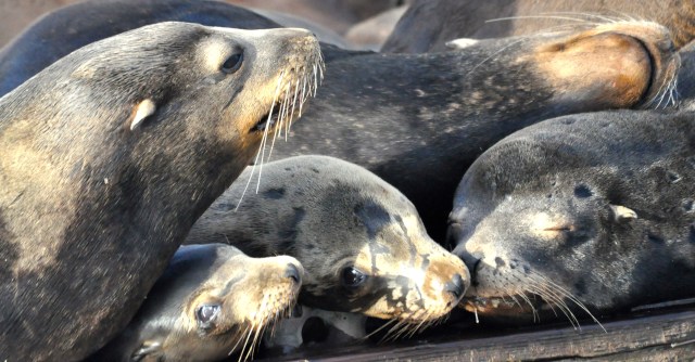 A rookery of Sea Lions