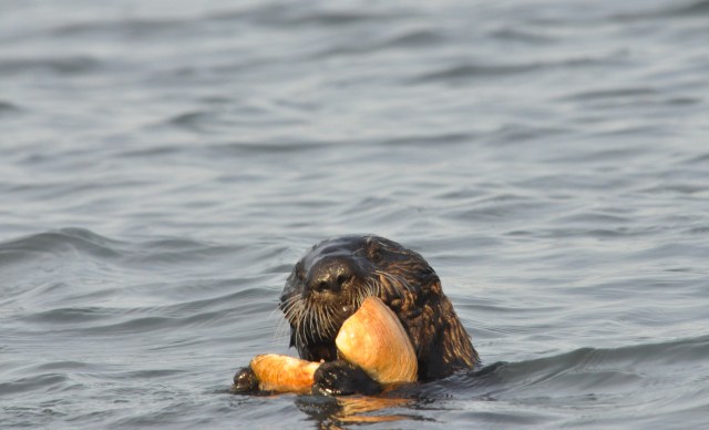 Have we been introduced?