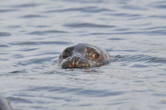 Harbor Seal