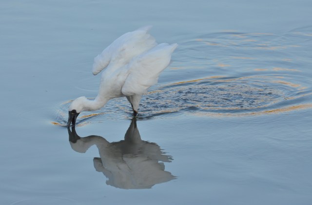 Black Faced Spoonbill, endangered species, tries to catch a fish.