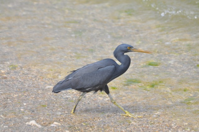 Pacific Reef Egret