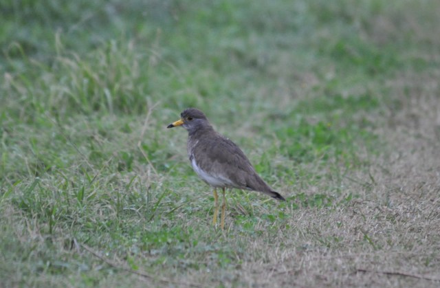 Not a very good photo but a very rare bird. Grey headed lapwing.